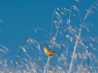 reed bunting2.jpg